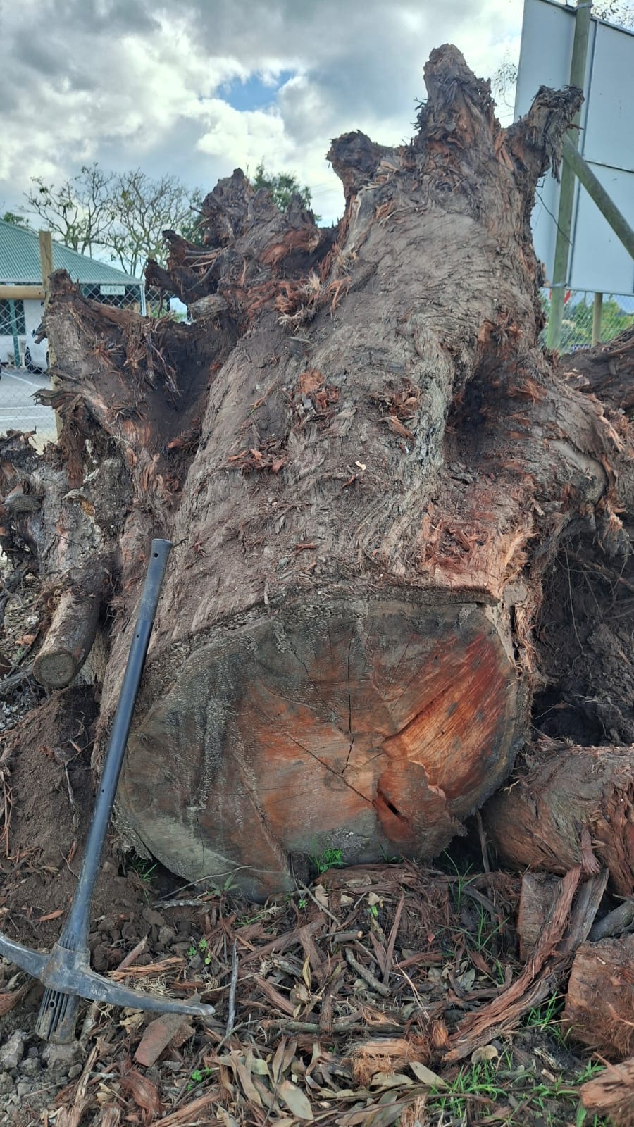 Felled tree stump