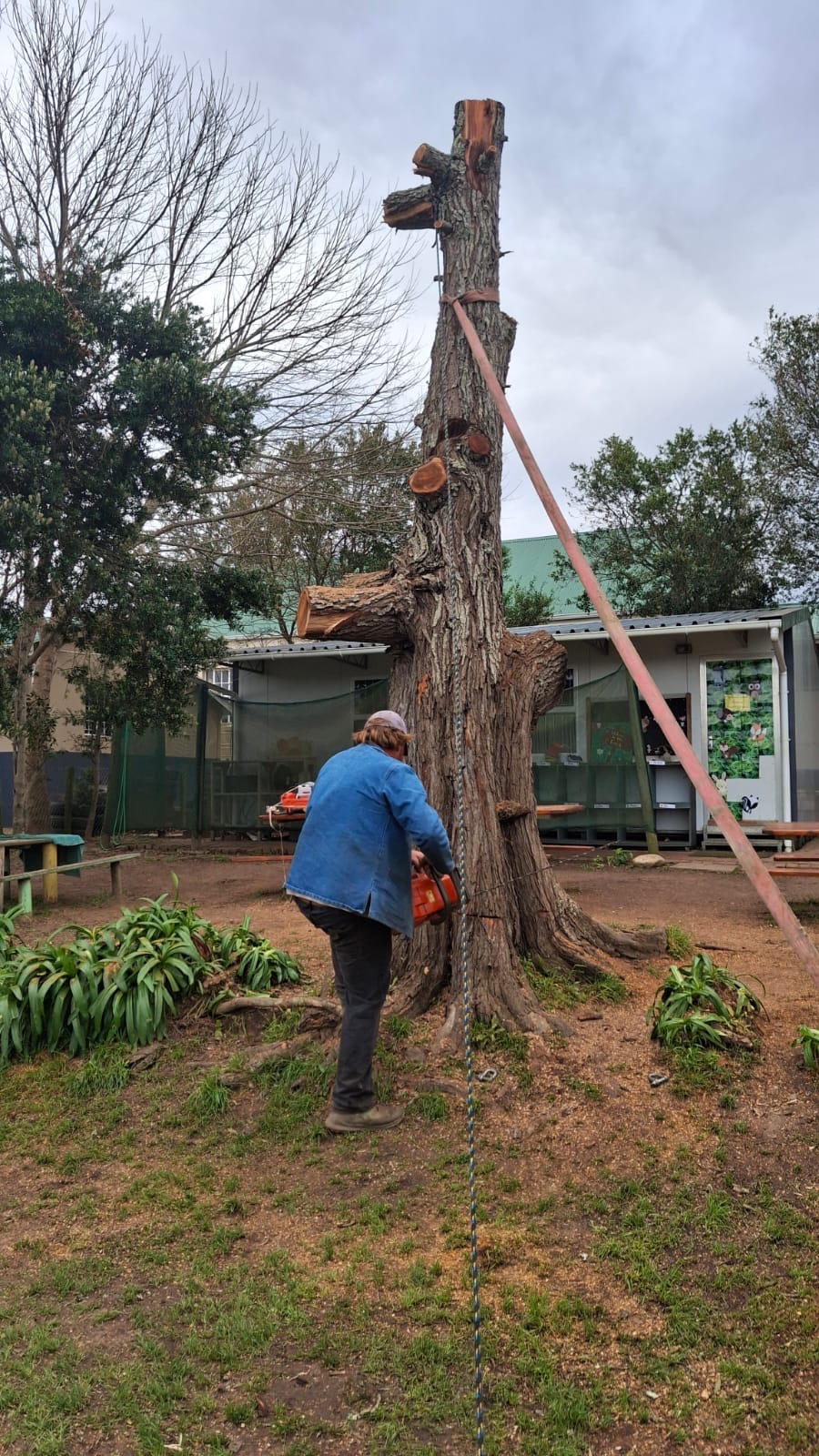 Tree felling with chainsaw