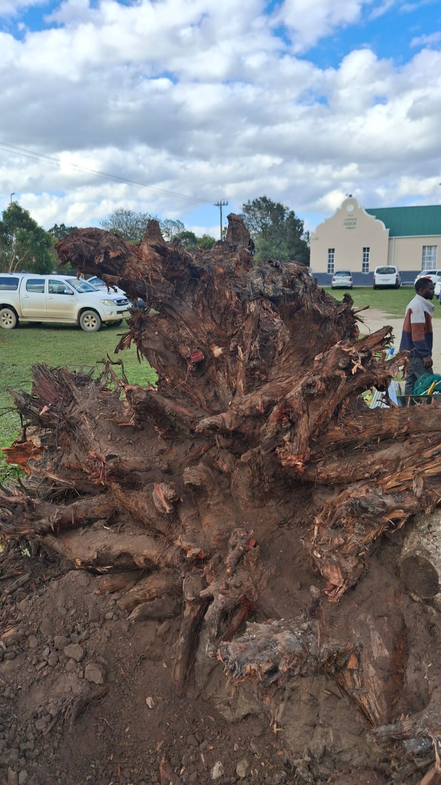 Large root ball removal