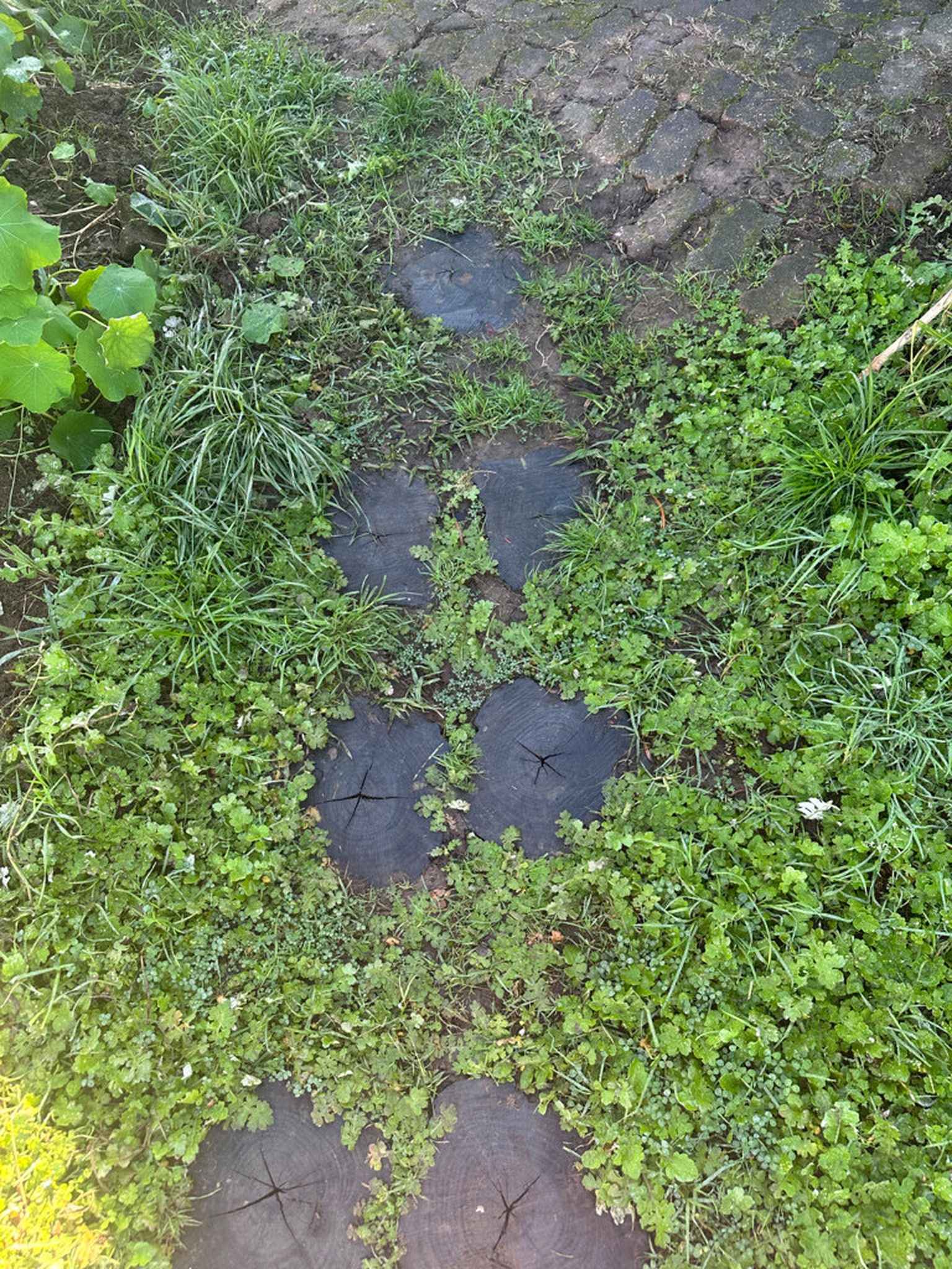 Wooden disc stepping stones forming a garden walkway