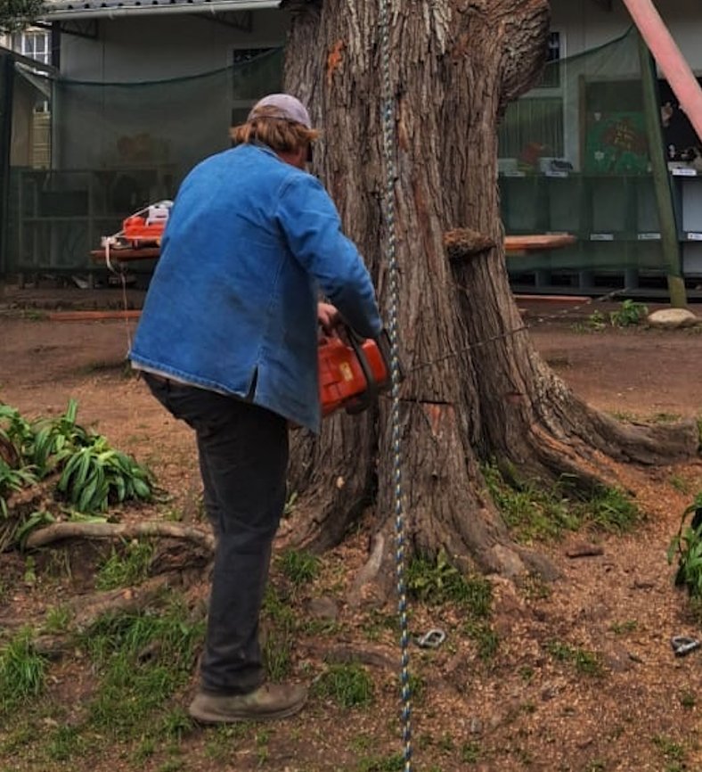 Professional tree felling in progress